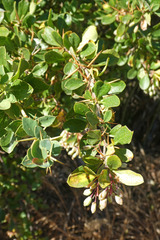 Berberis vulgaris seroi
