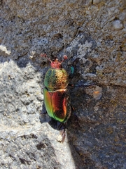 Lamprima aurata