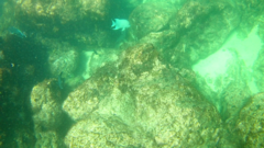 Microspathodon dorsalis