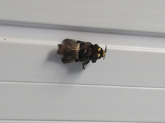 Megalopyge radiata