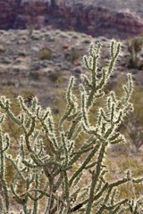 Cylindropuntia acanthocarpa acanthocarpa