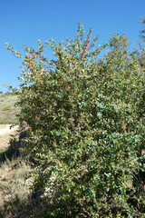 Berberis vulgaris seroi