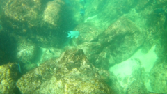 Microspathodon dorsalis