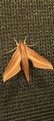Xylophanes