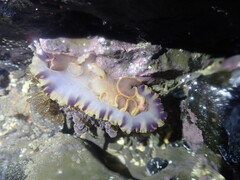 Dendrodoris krusensternii