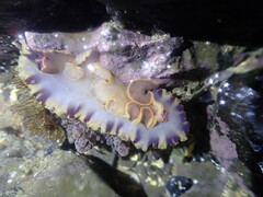 Dendrodoris krusensternii