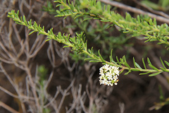 Platysace ericoides