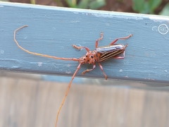 Chydarteres striatus