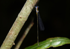 Synlestes tropicus