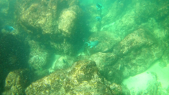 Microspathodon dorsalis