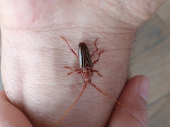 Chydarteres striatus