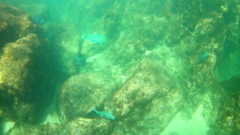 Microspathodon dorsalis