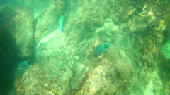 Microspathodon dorsalis