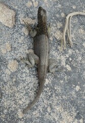 Microlophus delanonis