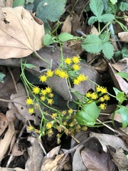 Delairea odorata
