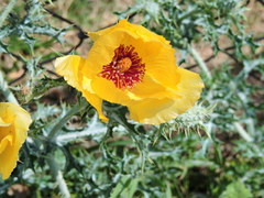 Argemone aenea