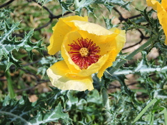 Argemone aenea