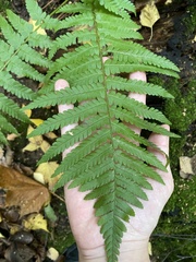 Dryopteris filix-mas