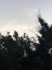 Parabuteo unicinctus