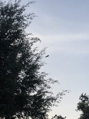 Parabuteo unicinctus