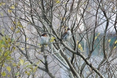 Hemixos castanonotus