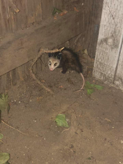 Didelphis virginiana