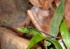 Austroargiolestes aureus