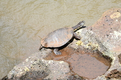 Phrynops williamsi