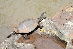 Phrynops williamsi