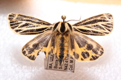 Apantesis virguncula