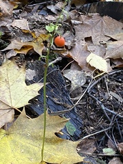 Convallaria majalis