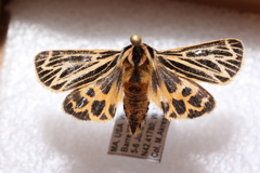 Apantesis virguncula