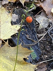 Convallaria majalis
