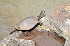 Phrynops williamsi