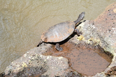 Phrynops williamsi