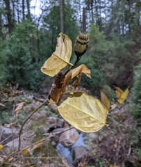 Calycanthus occidentalis