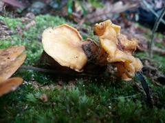 Cantharellus ferruginascens