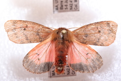 Phragmatobia assimilans