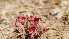 Aphyllon corymbosum