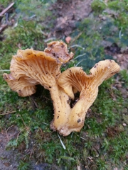 Cantharellus ferruginascens