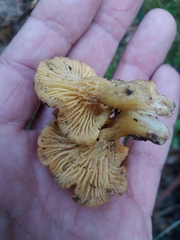 Cantharellus ferruginascens