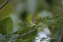 Rubroserrata mathewi