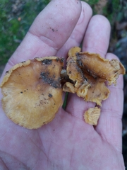 Cantharellus ferruginascens