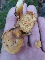 Cantharellus ferruginascens