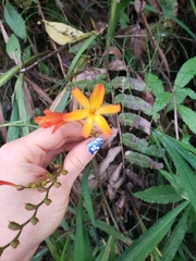 Crocosmia × crocosmiiflora