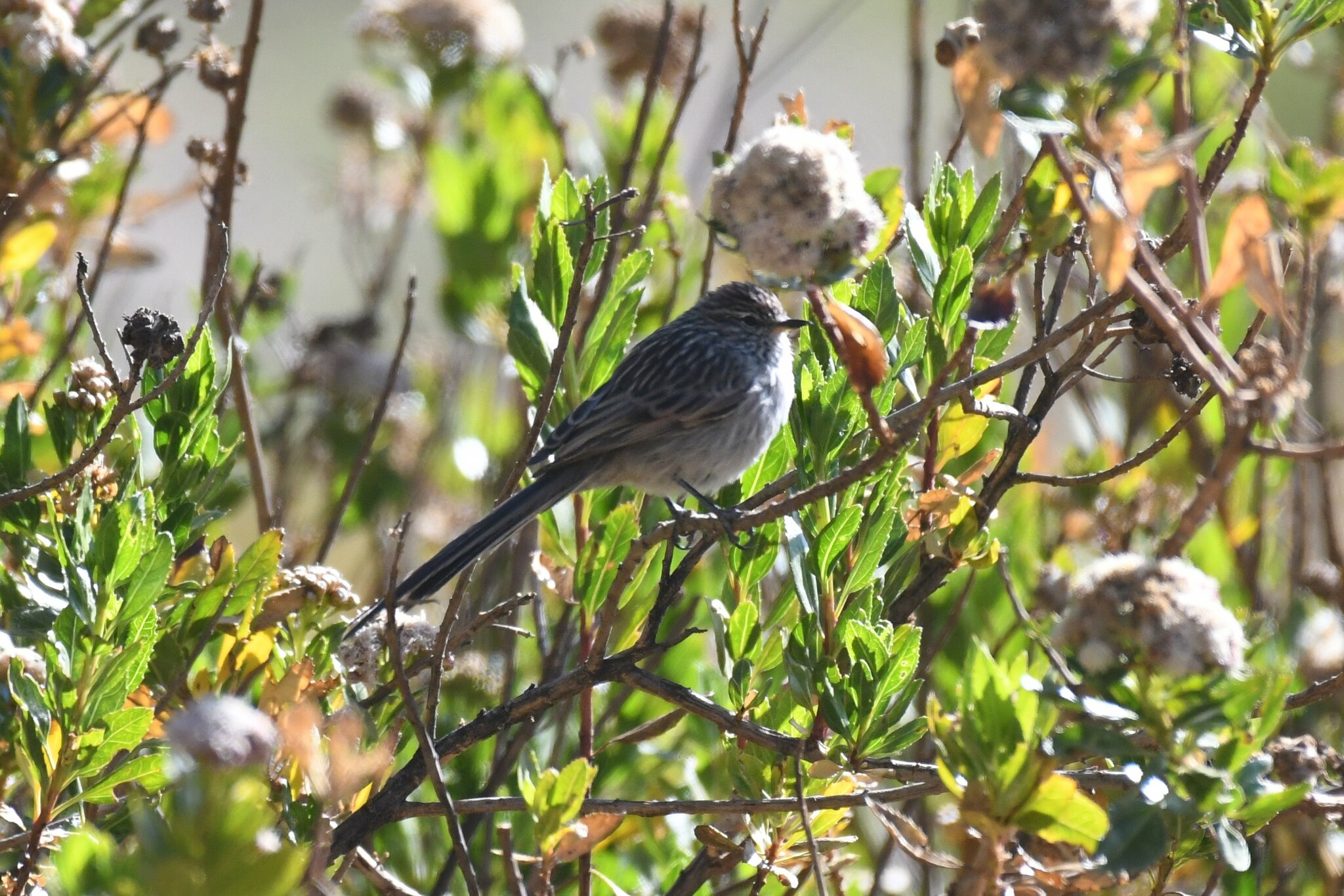 Streak-backed Tit-Spinetail (Leptasthenura striata), photo 6