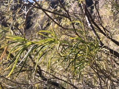 Chilopsis linearis arcuata