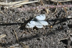 Phulia nymphula