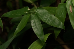 Lithachne pauciflora