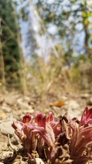 Aphyllon corymbosum